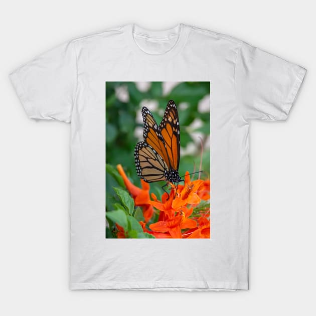 Monarch Butterfly on Cape Honeysuckle T-Shirt by Debra Martz